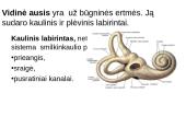 Klausos ir pusiausvyros sensorinė sistema 9 puslapis