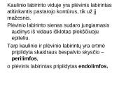 Klausos ir pusiausvyros sensorinė sistema 10 puslapis