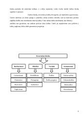 Vengtini vartoti žodžiai ir žodžių junginiai 8 puslapis