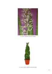 Zamiokulkas ir sansevjera 11 puslapis