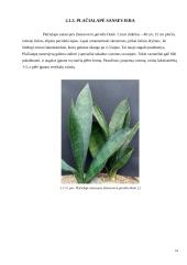 Zamiokulkas ir sansevjera 12 puslapis