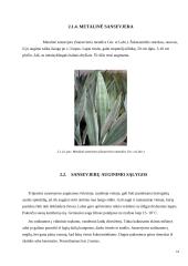 Zamiokulkas ir sansevjera 13 puslapis