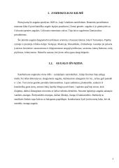 Zamiokulkas ir sansevjera 4 puslapis