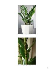 Zamiokulkas ir sansevjera 5 puslapis