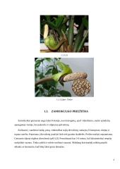 Zamiokulkas ir sansevjera 6 puslapis