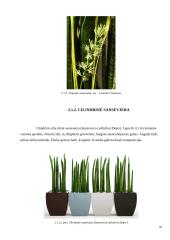 Zamiokulkas ir sansevjera 10 puslapis