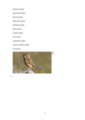 Pelėda, įkvėpimo šaltinis kuriant garso įzoliaciją 5 puslapis