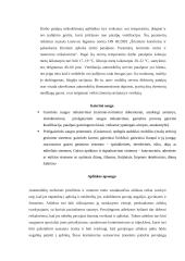 Lengvųjų automobilių baigiamosios praktikos ataskaita 19 puslapis