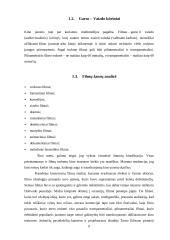 Multimedijos produkto – DVD su vaidybiniu filmu „Atpildas“ – sukūrimas 5 puslapis