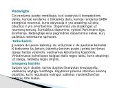 Galvos smegenys ir jų sandara 11 puslapis