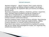 Galvos smegenys ir jų sandara 12 puslapis