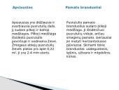 Galvos smegenys ir jų sandara 14 puslapis