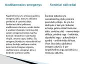 Galvos smegenys ir jų sandara 15 puslapis