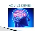 Galvos smegenys ir jų sandara 17 puslapis