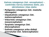 Galvos smegenys ir jų sandara 3 puslapis