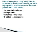 Galvos smegenys ir jų sandara 4 puslapis