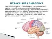 Galvos smegenys ir jų sandara 7 puslapis