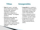 Galvos smegenys ir jų sandara 8 puslapis