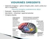 Galvos smegenys ir jų sandara 10 puslapis