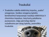 Biologijos skaidrės apie gyvūnų epilepsiją 4 puslapis
