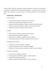 Kokios kompetencijos lemia vadybininko profesionalumą 13 puslapis