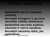 Nervinis organizmo funkcijų reguliavimas 2 puslapis