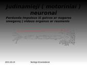 Nervinis organizmo funkcijų reguliavimas 11 puslapis