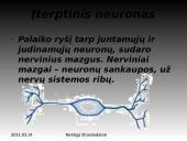 Nervinis organizmo funkcijų reguliavimas 12 puslapis