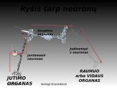 Nervinis organizmo funkcijų reguliavimas 13 puslapis