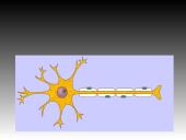 Nervinis organizmo funkcijų reguliavimas 14 puslapis