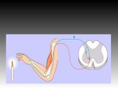 Nervinis organizmo funkcijų reguliavimas 15 puslapis