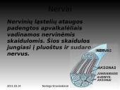 Nervinis organizmo funkcijų reguliavimas 16 puslapis