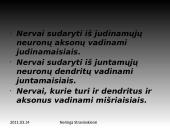 Nervinis organizmo funkcijų reguliavimas 17 puslapis