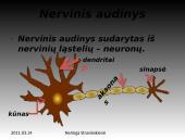 Nervinis organizmo funkcijų reguliavimas 4 puslapis