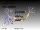 Nervinis organizmo funkcijų reguliavimas 5 puslapis