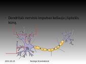 Nervinis organizmo funkcijų reguliavimas 6 puslapis