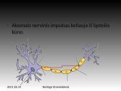 Nervinis organizmo funkcijų reguliavimas 7 puslapis
