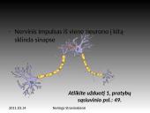 Nervinis organizmo funkcijų reguliavimas 8 puslapis