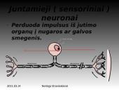 Nervinis organizmo funkcijų reguliavimas 10 puslapis