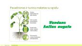 Augalai ir vanduo 2 puslapis