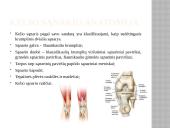 Kelio sąnario mobilumas 2 puslapis