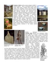 Renesansas-Barokas-Rokoko-Klasicizmas 11 puslapis