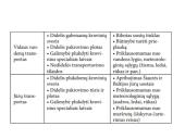 Transporto sistema 11 puslapis