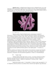 Šigeliozė 5 puslapis