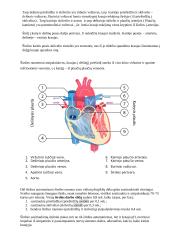 Kraujotakos organai | Biologija 2 puslapis
