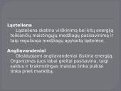 Maistinės medžiagos ir jų funkcijos organizme 5 puslapis