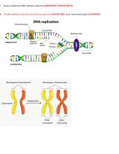 Ląstelių ciklas ir naujų ląstelių susidarymas 2 puslapis