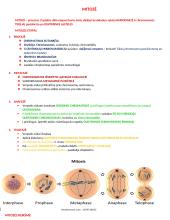 Ląstelių ciklas ir naujų ląstelių susidarymas 3 puslapis