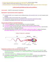 Ląstelių ciklas ir naujų ląstelių susidarymas 4 puslapis