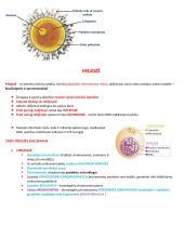 Ląstelių ciklas ir naujų ląstelių susidarymas 5 puslapis